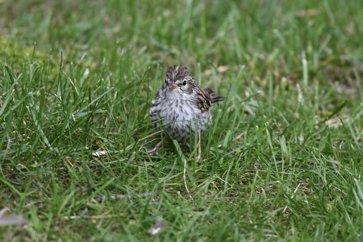 Chipping Sparrow - ML620808144