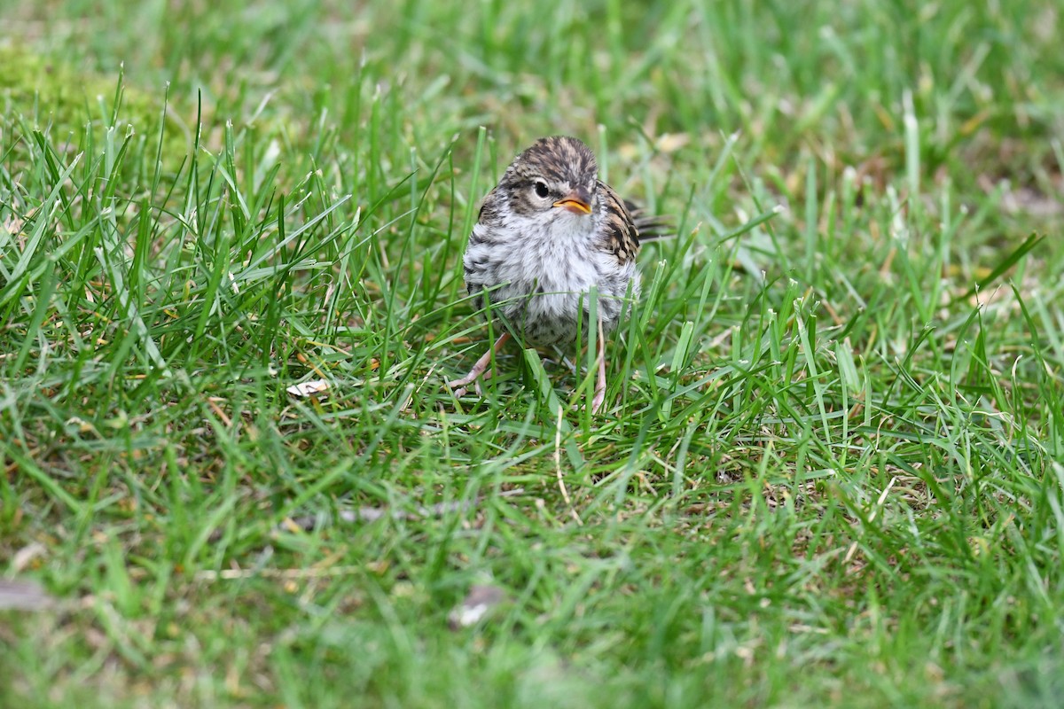 Chipping Sparrow - ML620808146