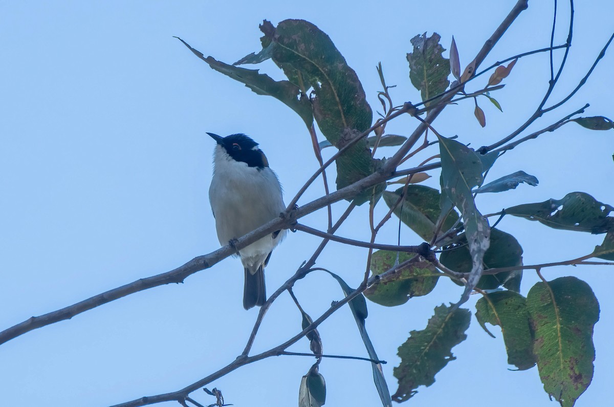 White-naped Honeyeater - ML620808147