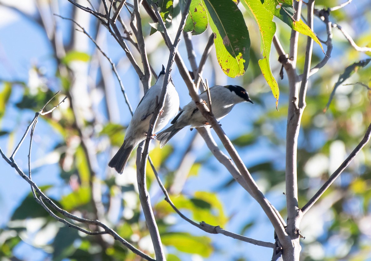 White-naped Honeyeater - ML620808148