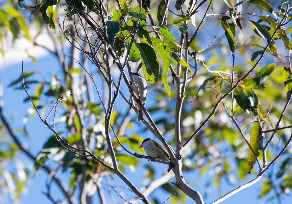 White-naped Honeyeater - ML620808150