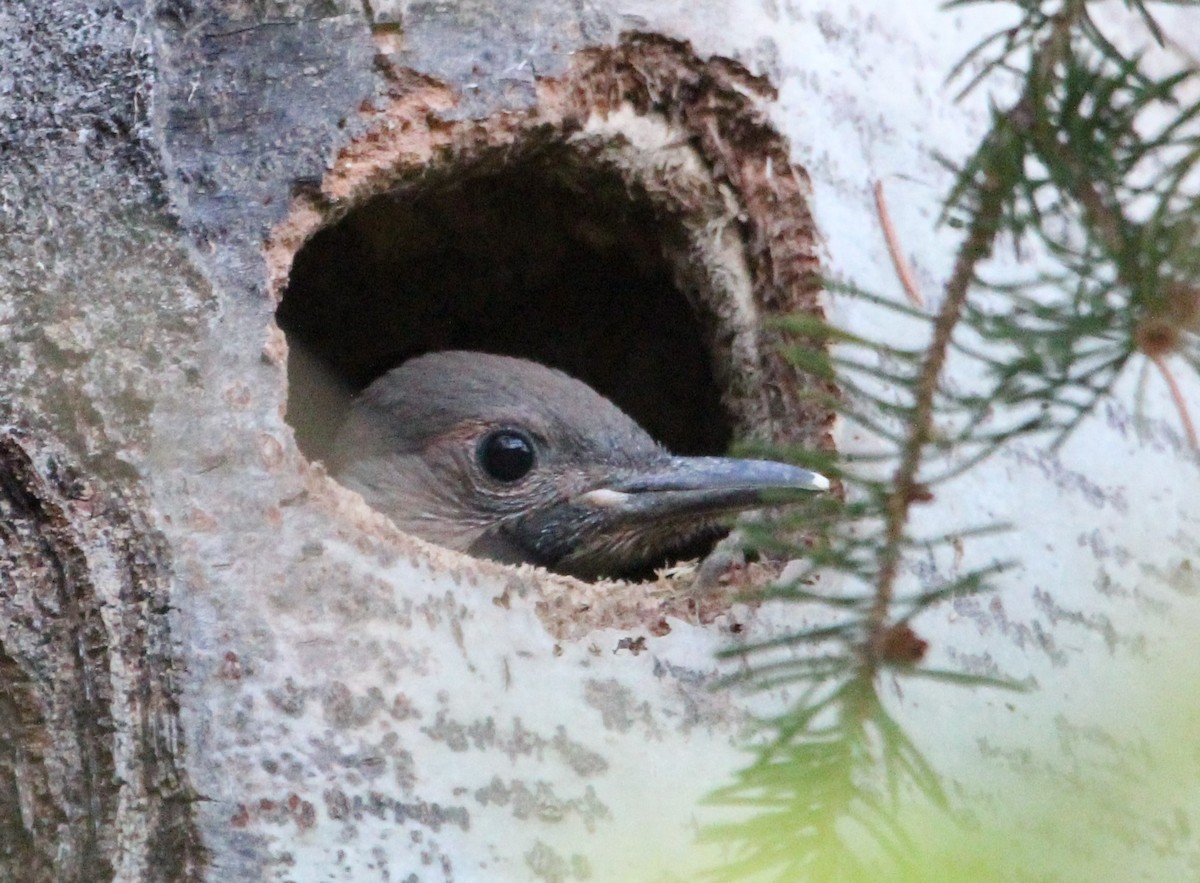 Northern Flicker (Yellow-shafted) - ML620808151