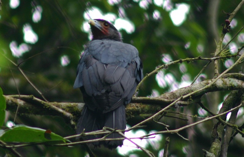 Caracara Gorjirrojo - ML620808153