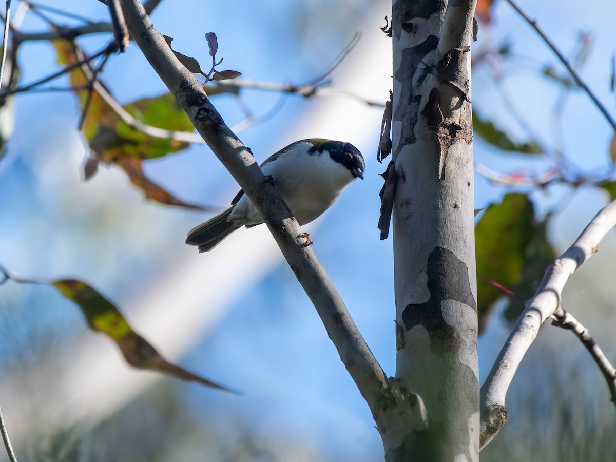 White-naped Honeyeater - ML620808154