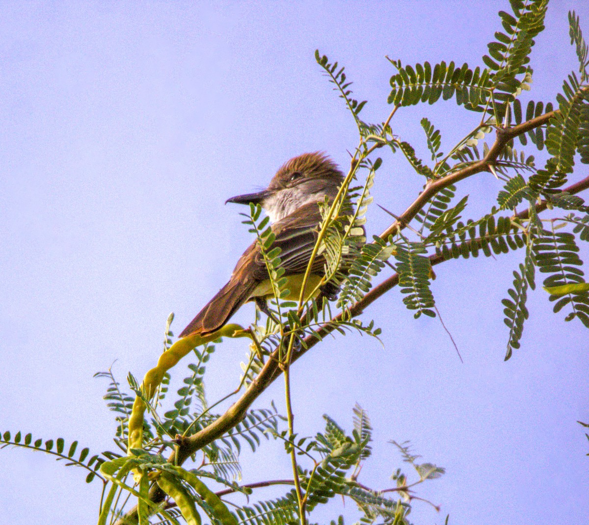 Copetón Tiranillo - ML620808162