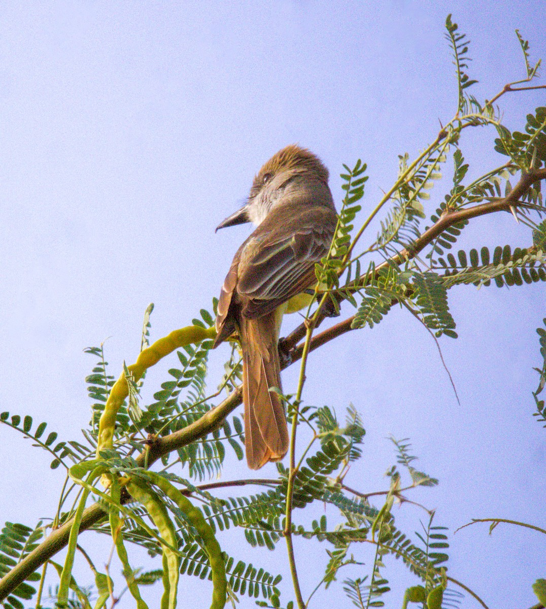 Brown-crested Flycatcher - ML620808163