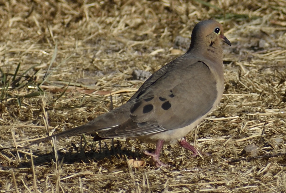 Mourning Dove - ML620808164