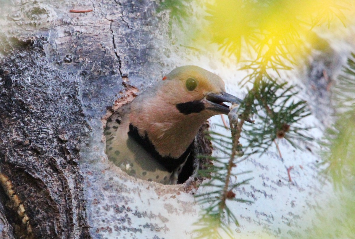 ハシボソキツツキ（auratus／luteus） - ML620808165