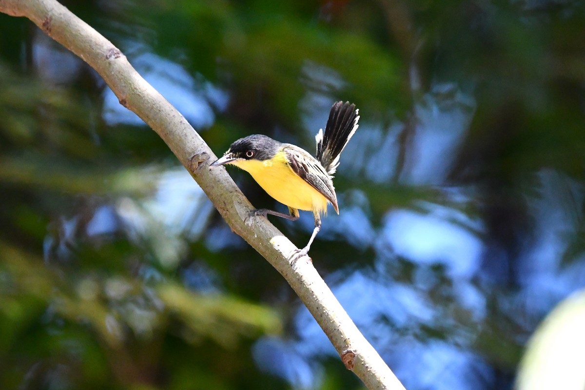 Common Tody-Flycatcher - ML620808166