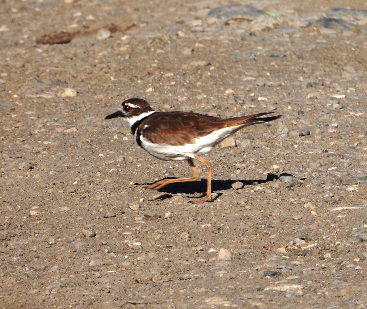 Killdeer - ML620808167