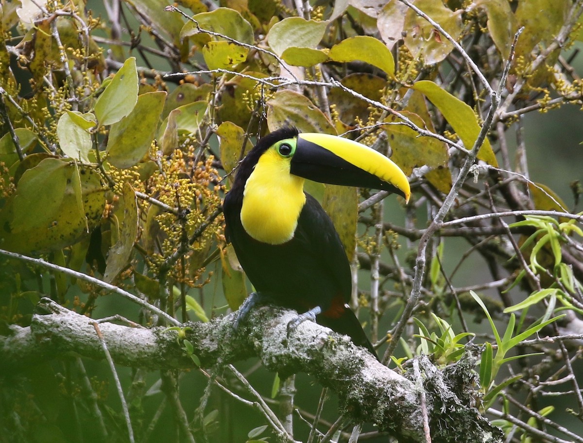 Tucán del Chocó - ML620808180