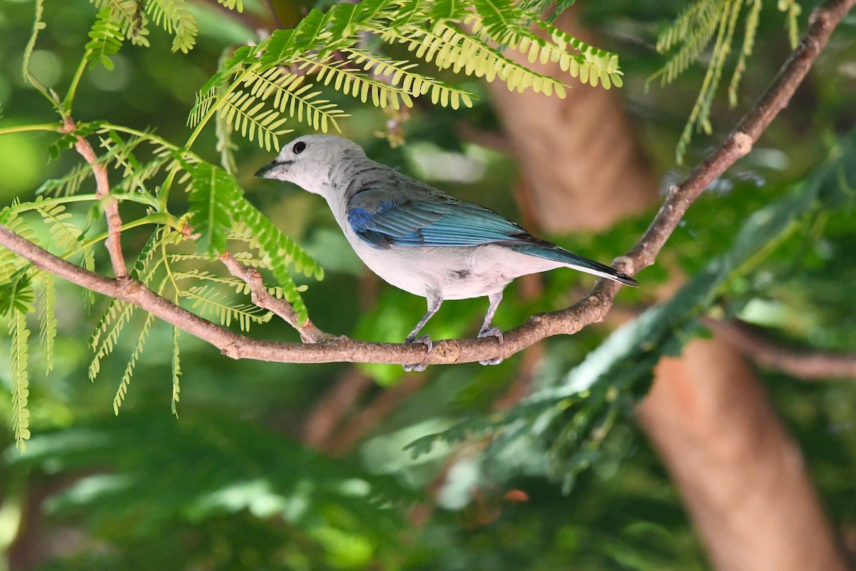 Blue-gray Tanager - ML620808182