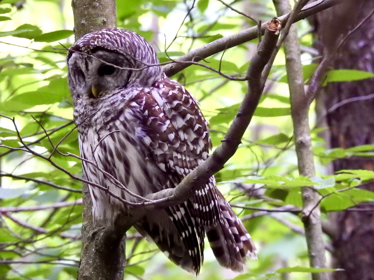 Barred Owl - Linda Standfield