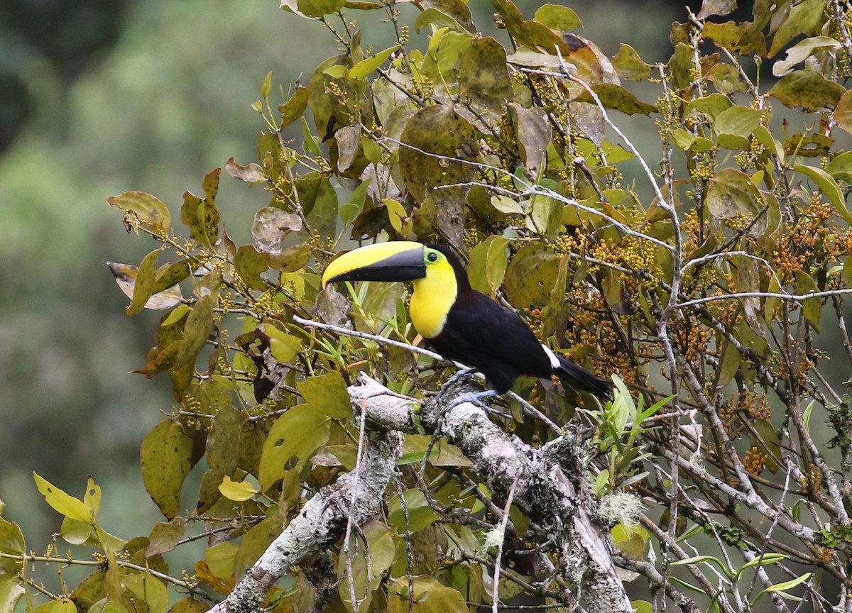 Choco Toucan - ML620808189