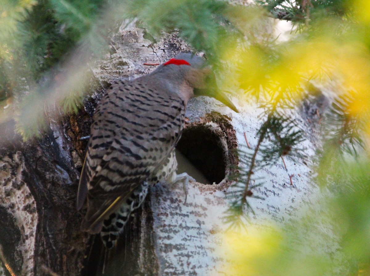 Northern Flicker (Yellow-shafted) - ML620808190