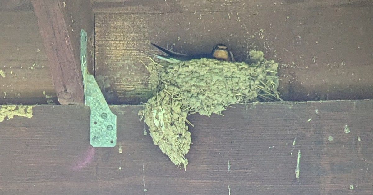 Barn Swallow - ML620808194