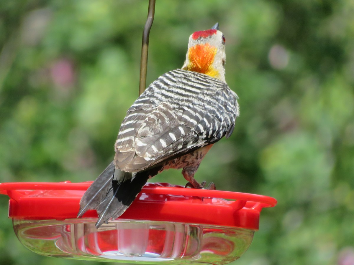 Golden-fronted Woodpecker - ML620808196