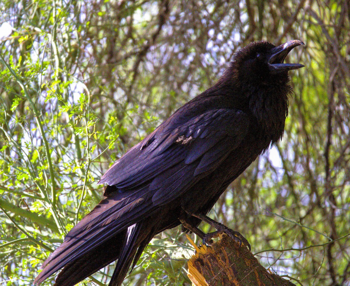 Common Raven - ML620808199