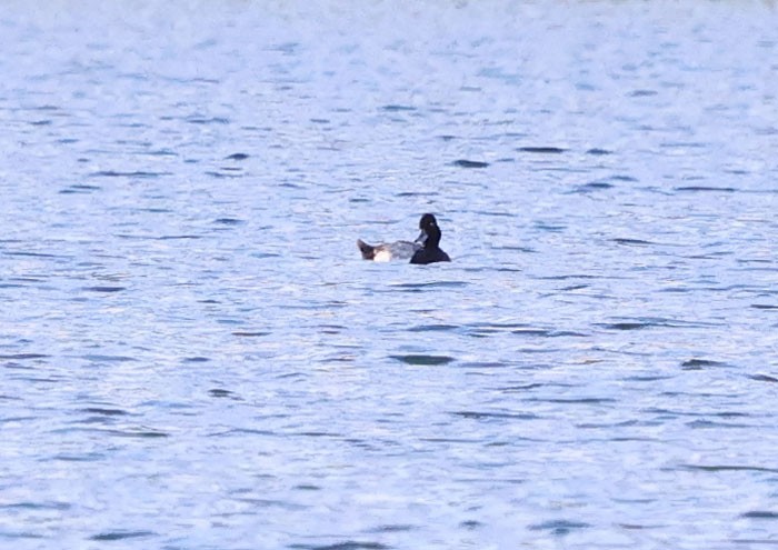 Lesser Scaup - ML620808203