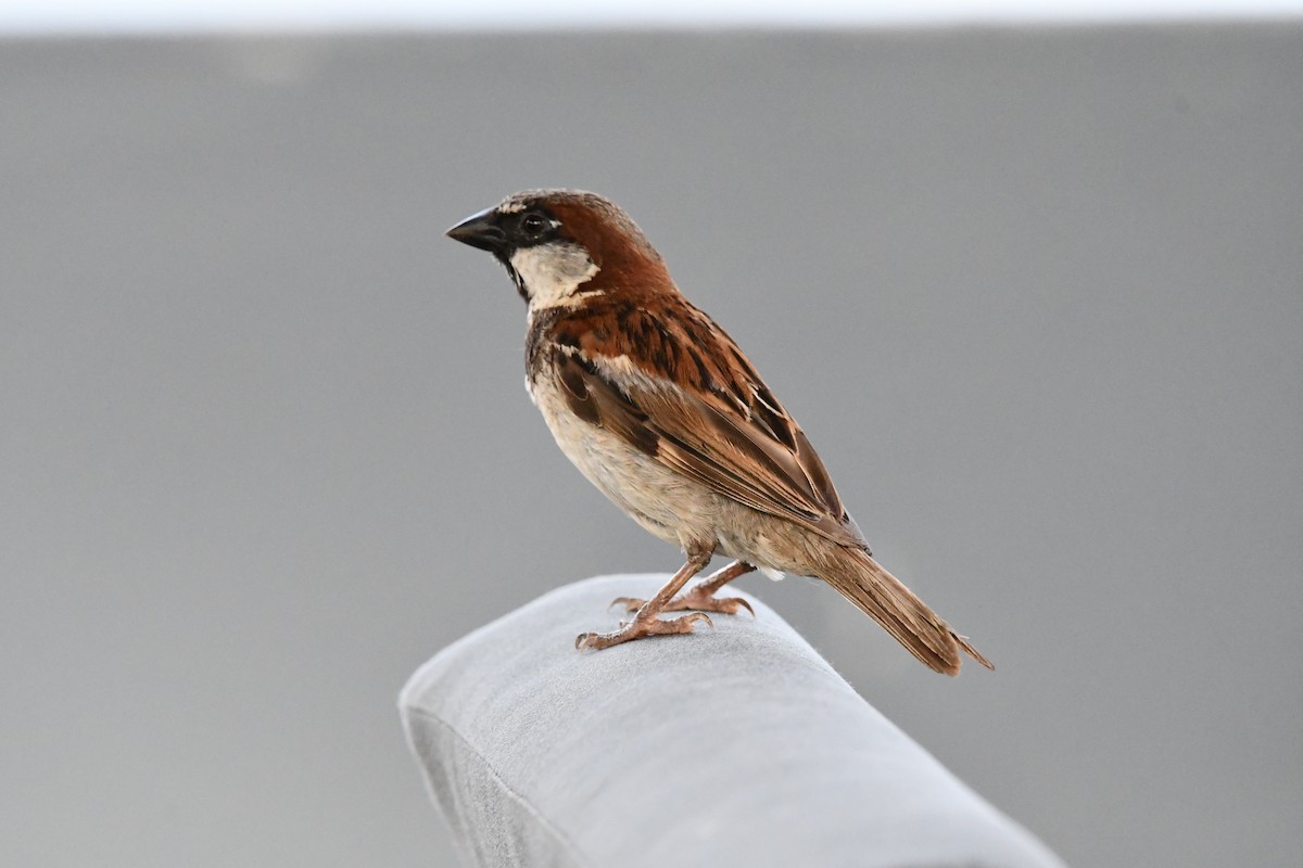 House Sparrow - ML620808209