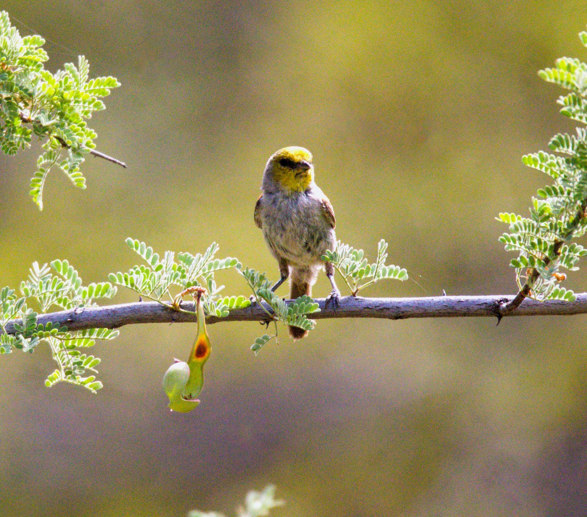 Pájaro Moscón Baloncito - ML620808214