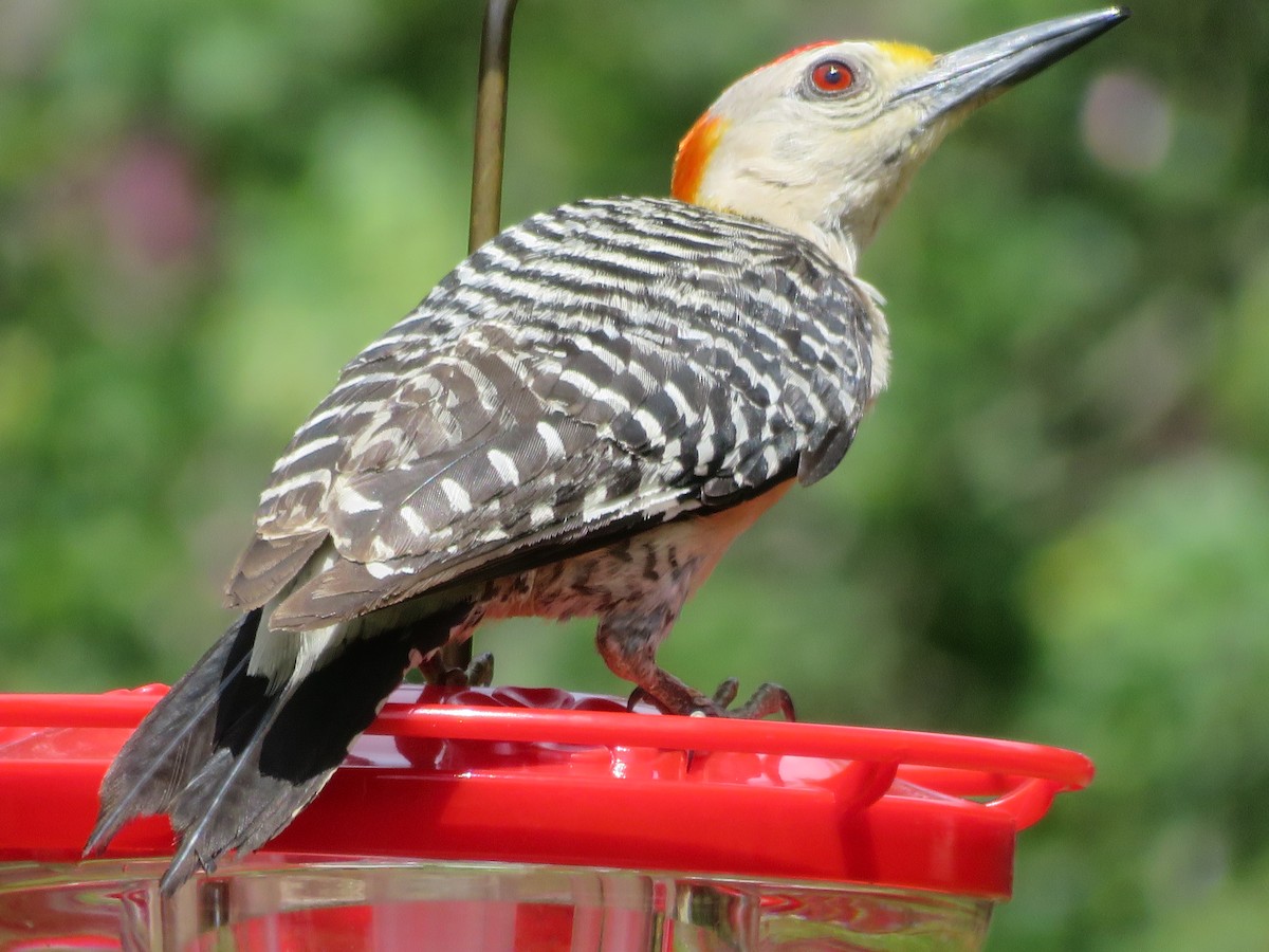 Golden-fronted Woodpecker - ML620808216