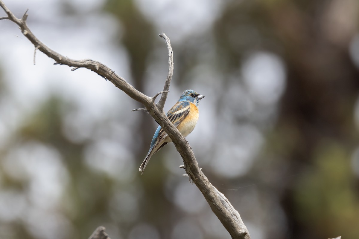 Lazuli Bunting - ML620808228