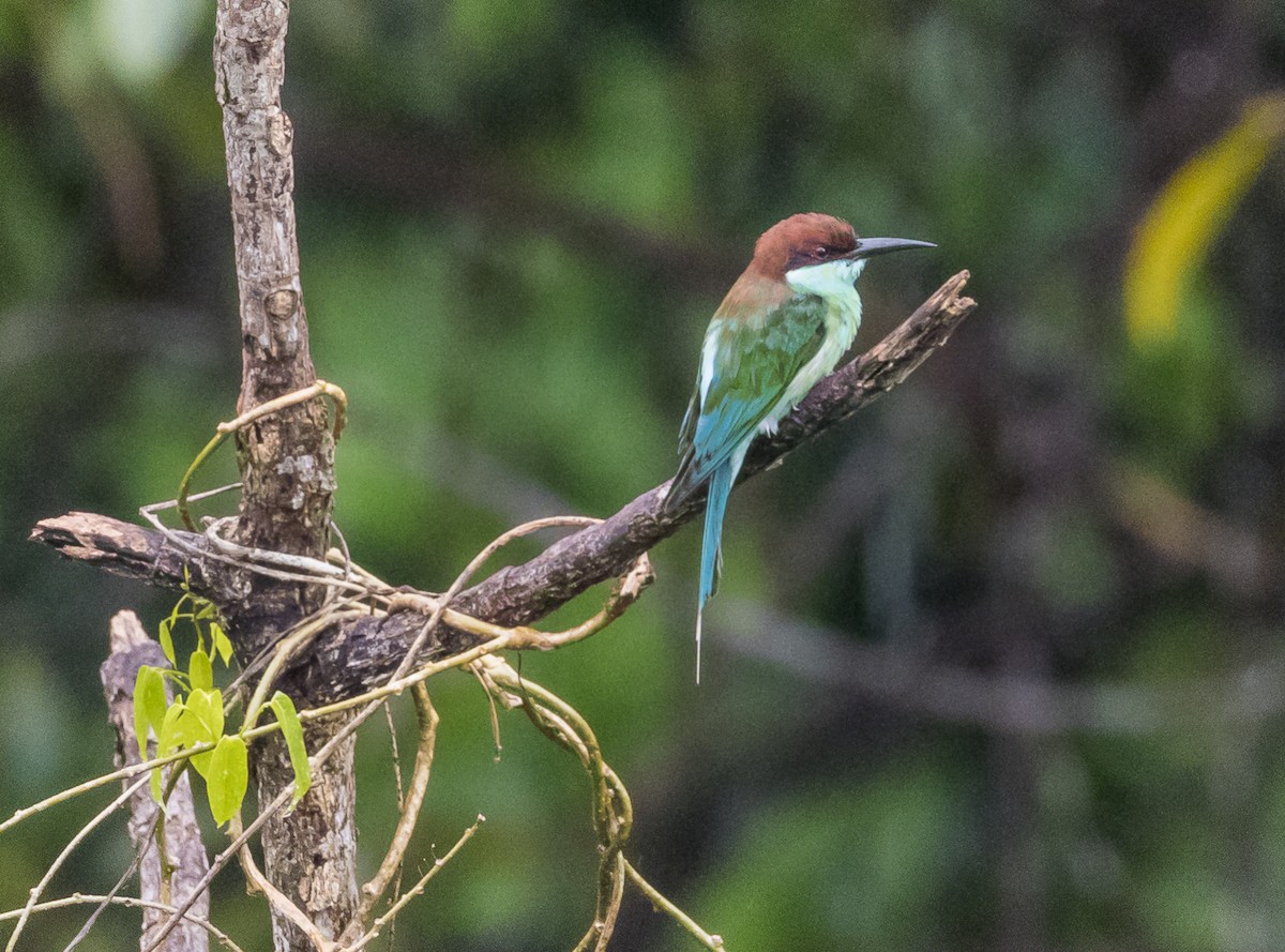 Blue-throated Bee-eater - ML620808235