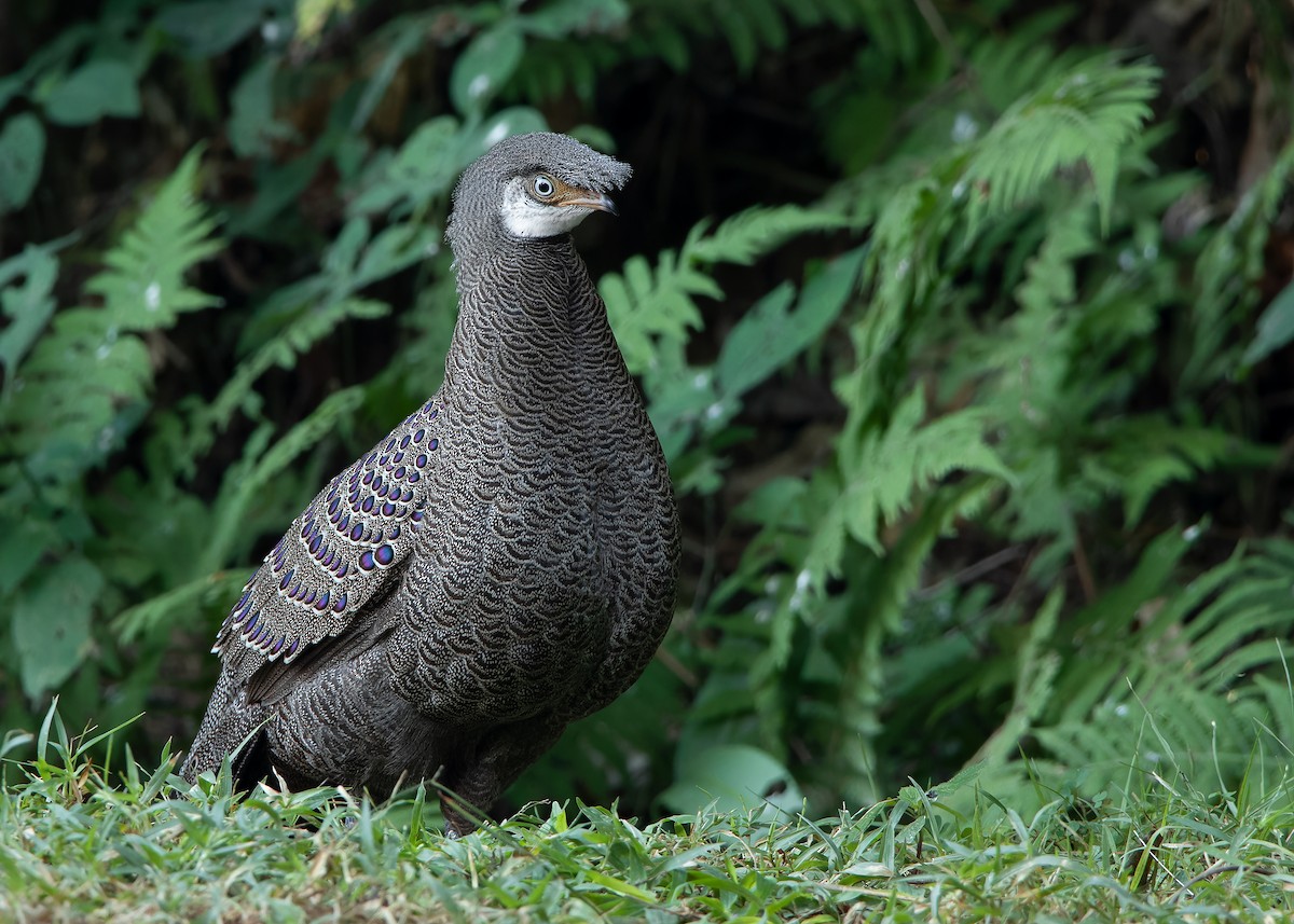Gray Peacock-Pheasant - ML620808236
