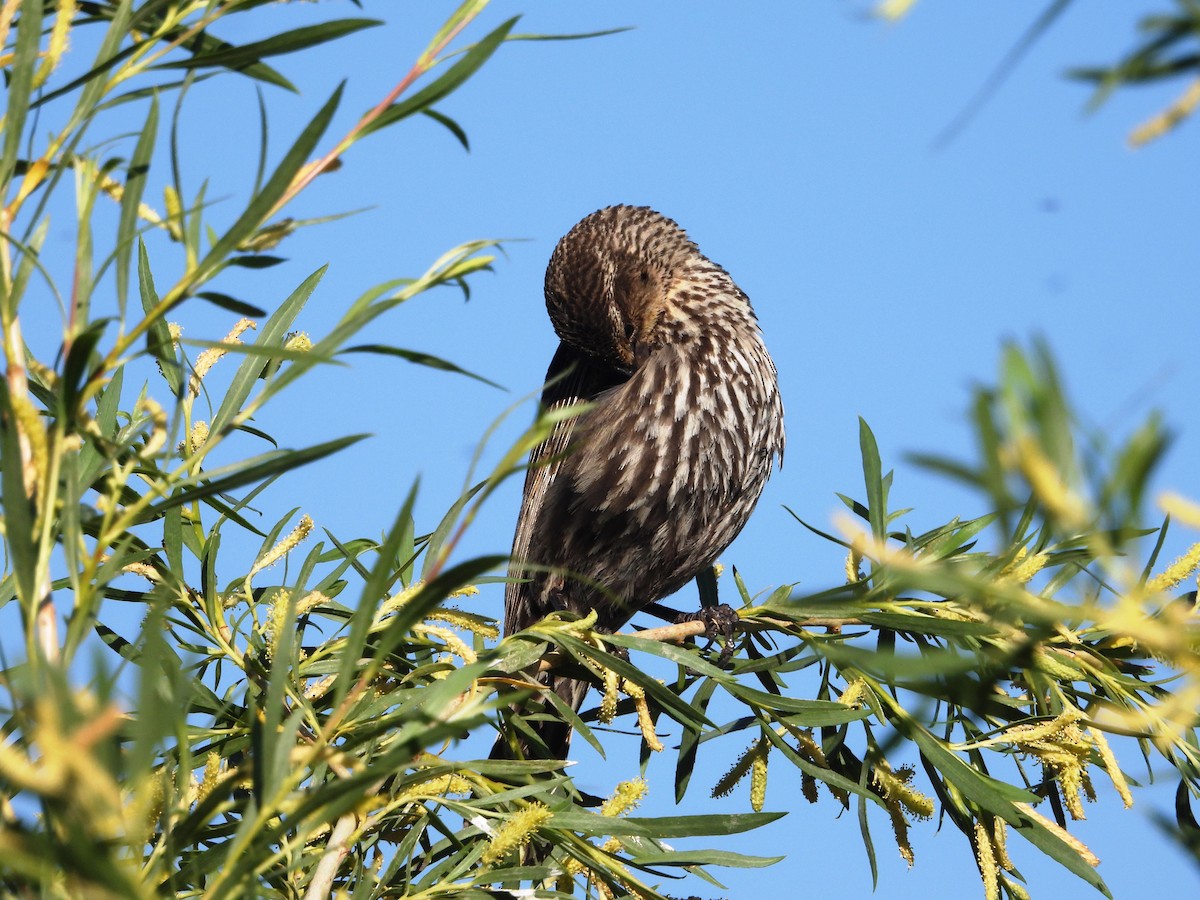 Red-winged Blackbird - ML620808238