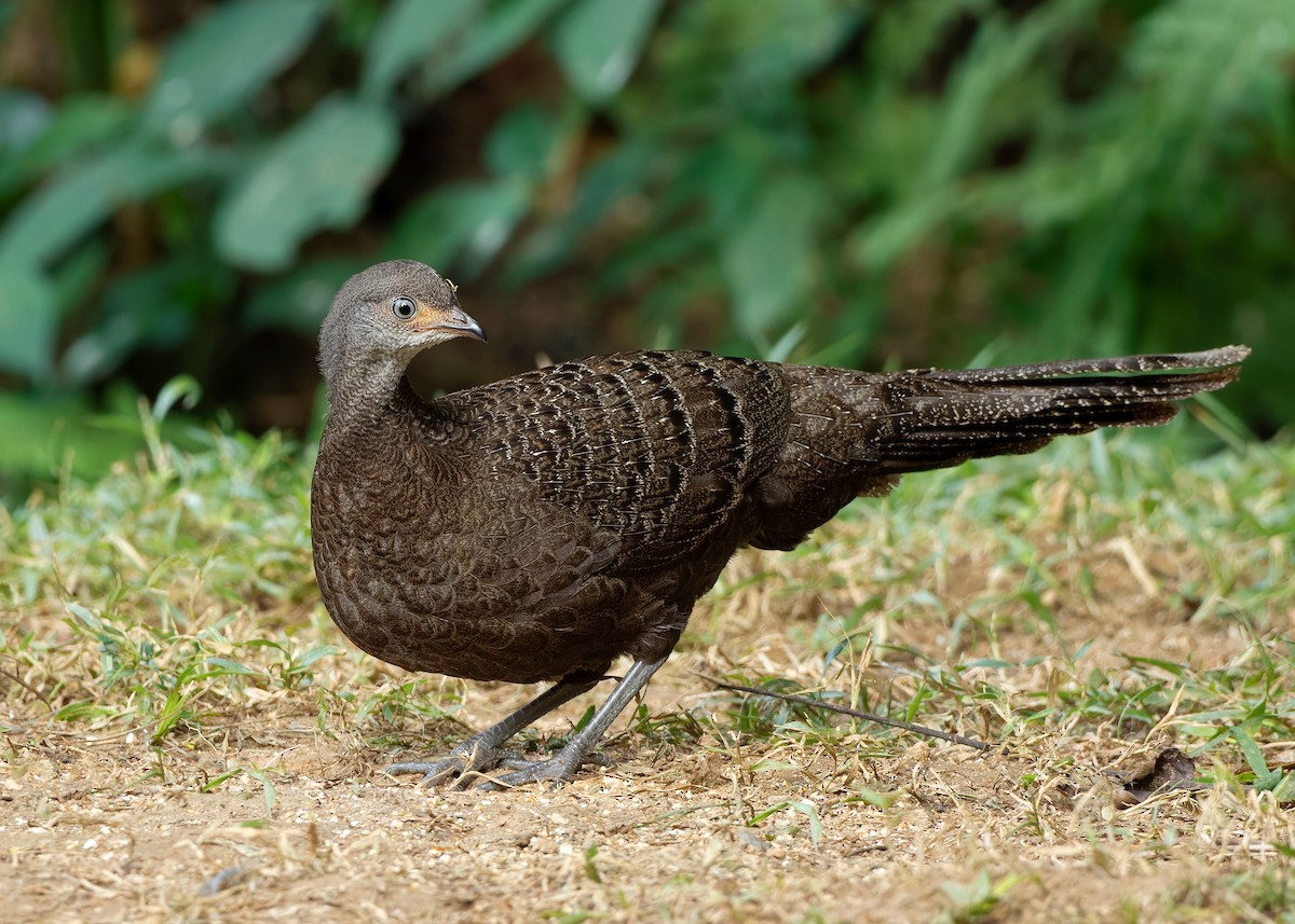 Gray Peacock-Pheasant - ML620808239