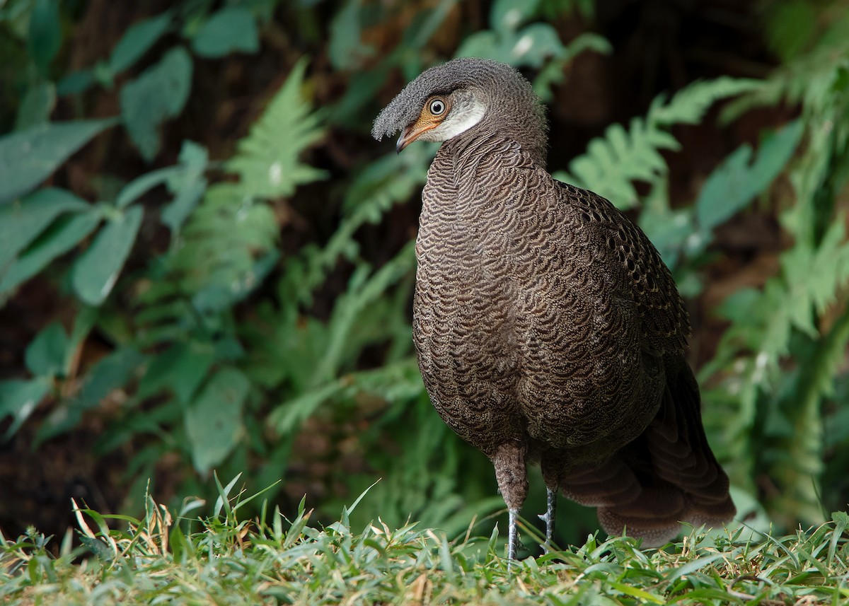 Gray Peacock-Pheasant - ML620808241