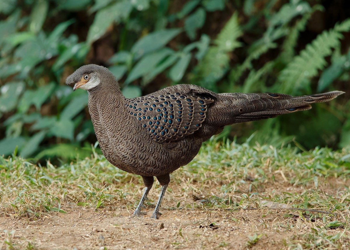 Gray Peacock-Pheasant - ML620808242