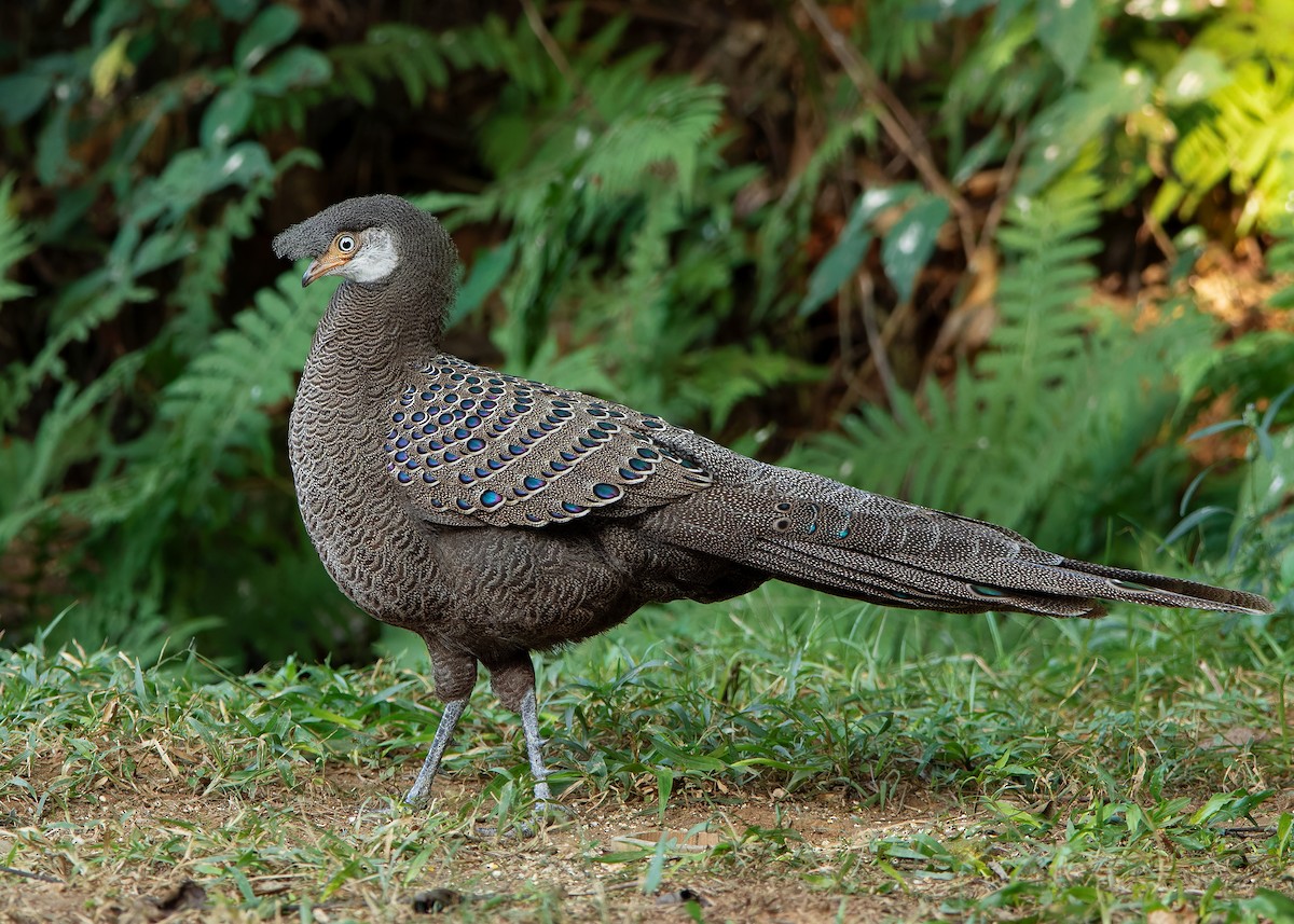 Gray Peacock-Pheasant - ML620808243
