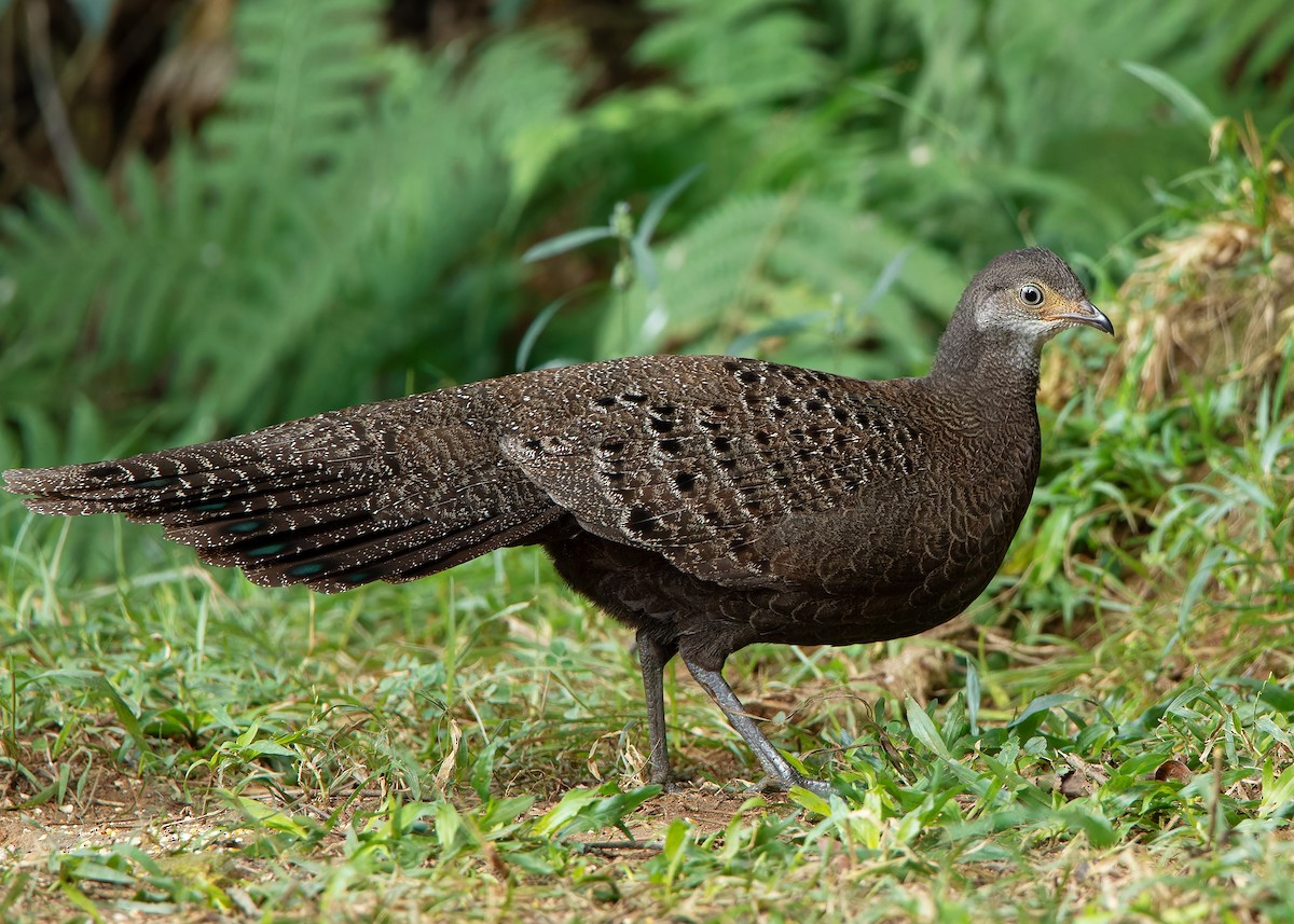 Gray Peacock-Pheasant - ML620808244