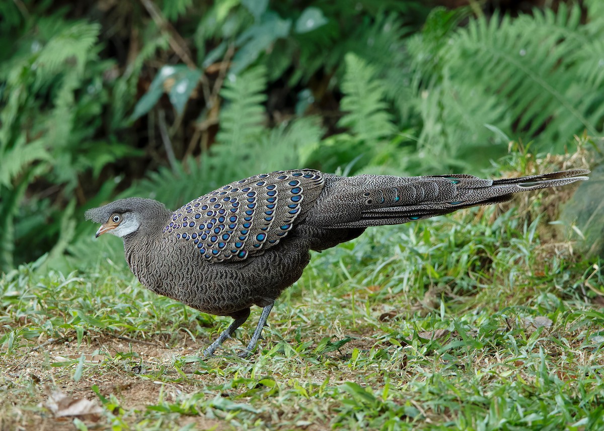 Gray Peacock-Pheasant - Ayuwat Jearwattanakanok