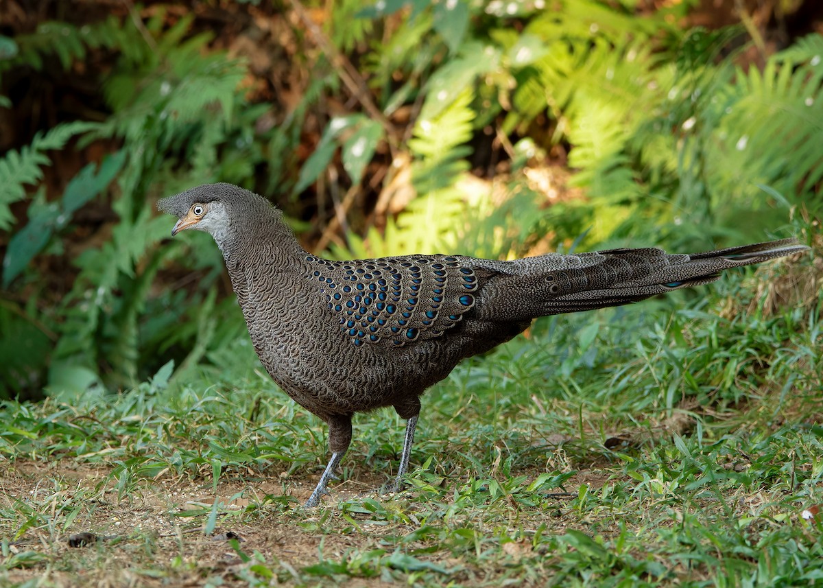 Gray Peacock-Pheasant - ML620808247