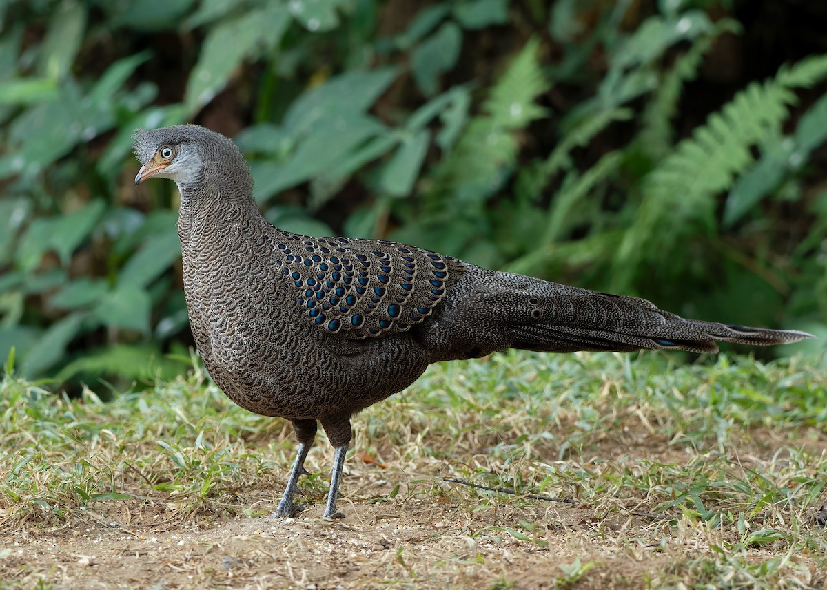 Gray Peacock-Pheasant - ML620808248