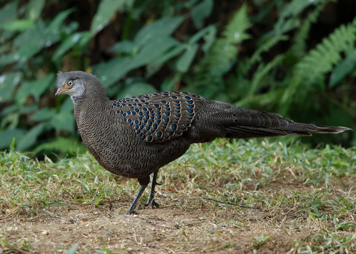 Gray Peacock-Pheasant - ML620808249