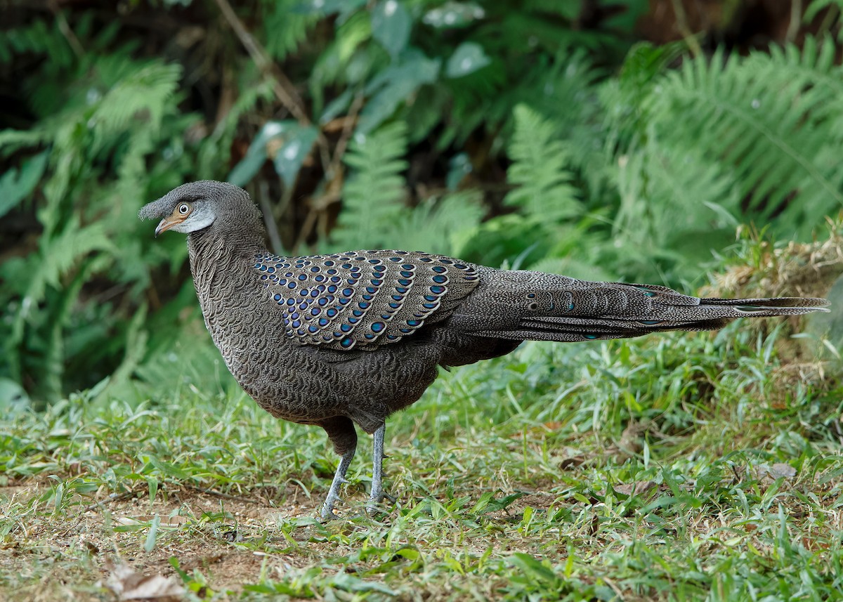 Gray Peacock-Pheasant - ML620808250