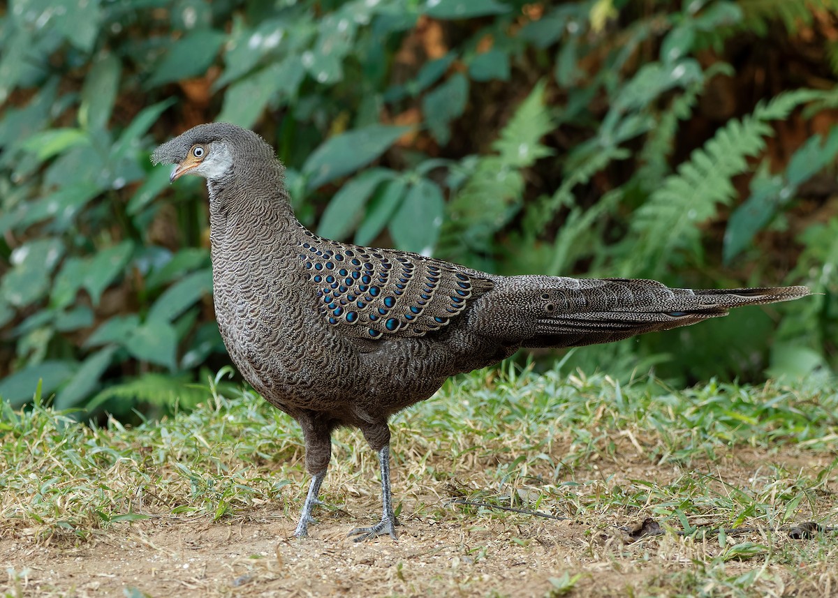 Gray Peacock-Pheasant - ML620808251