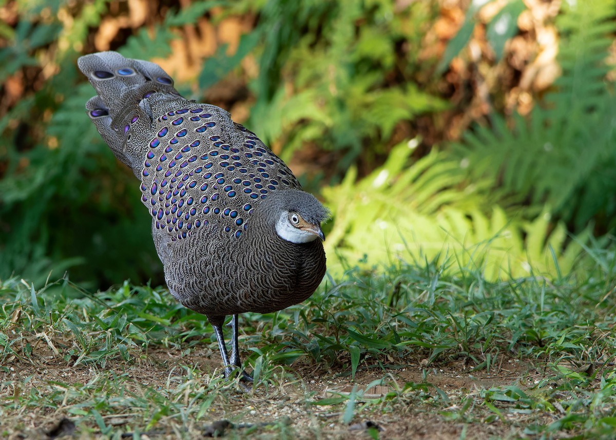 Gray Peacock-Pheasant - ML620808252