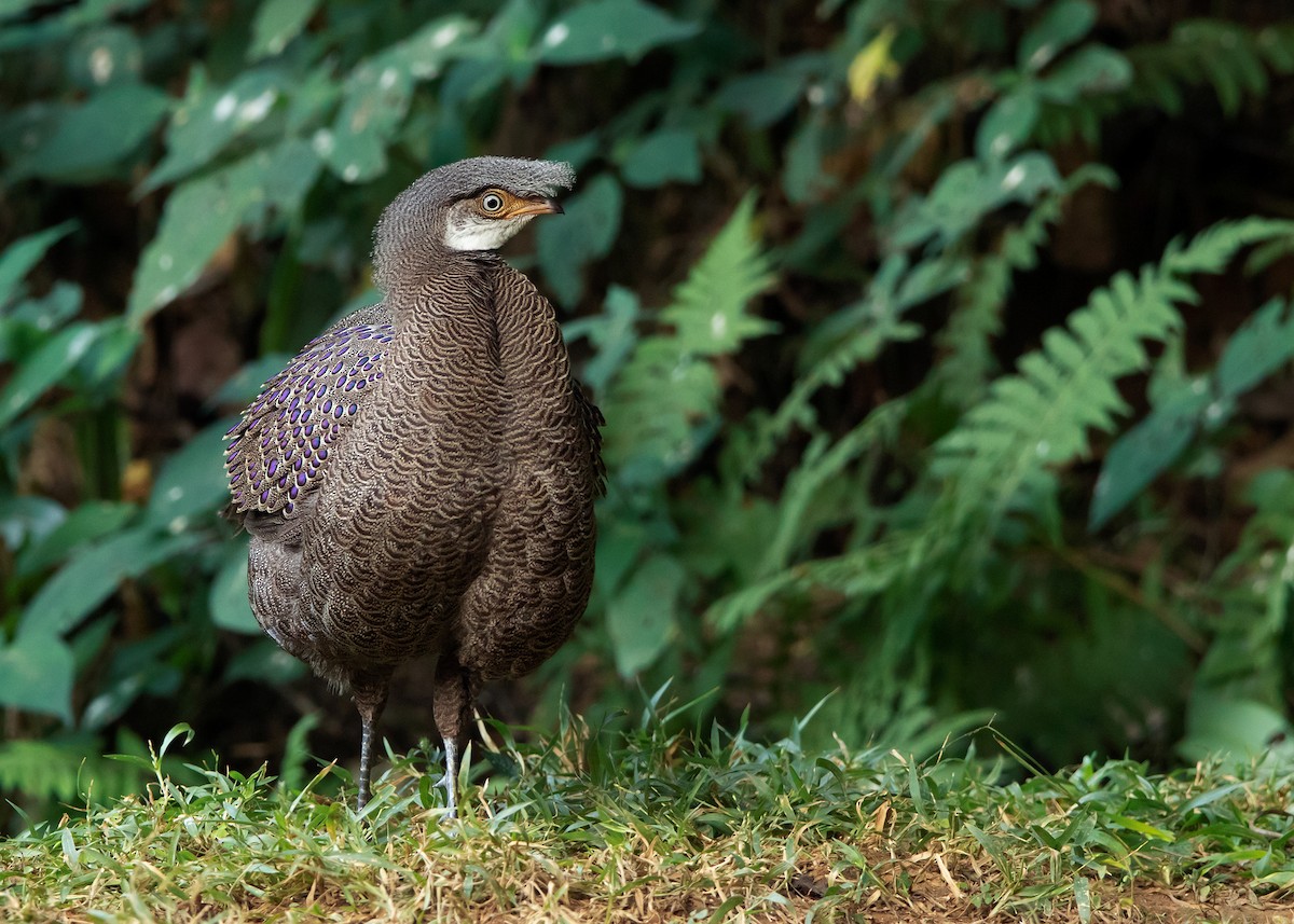 Gray Peacock-Pheasant - ML620808254