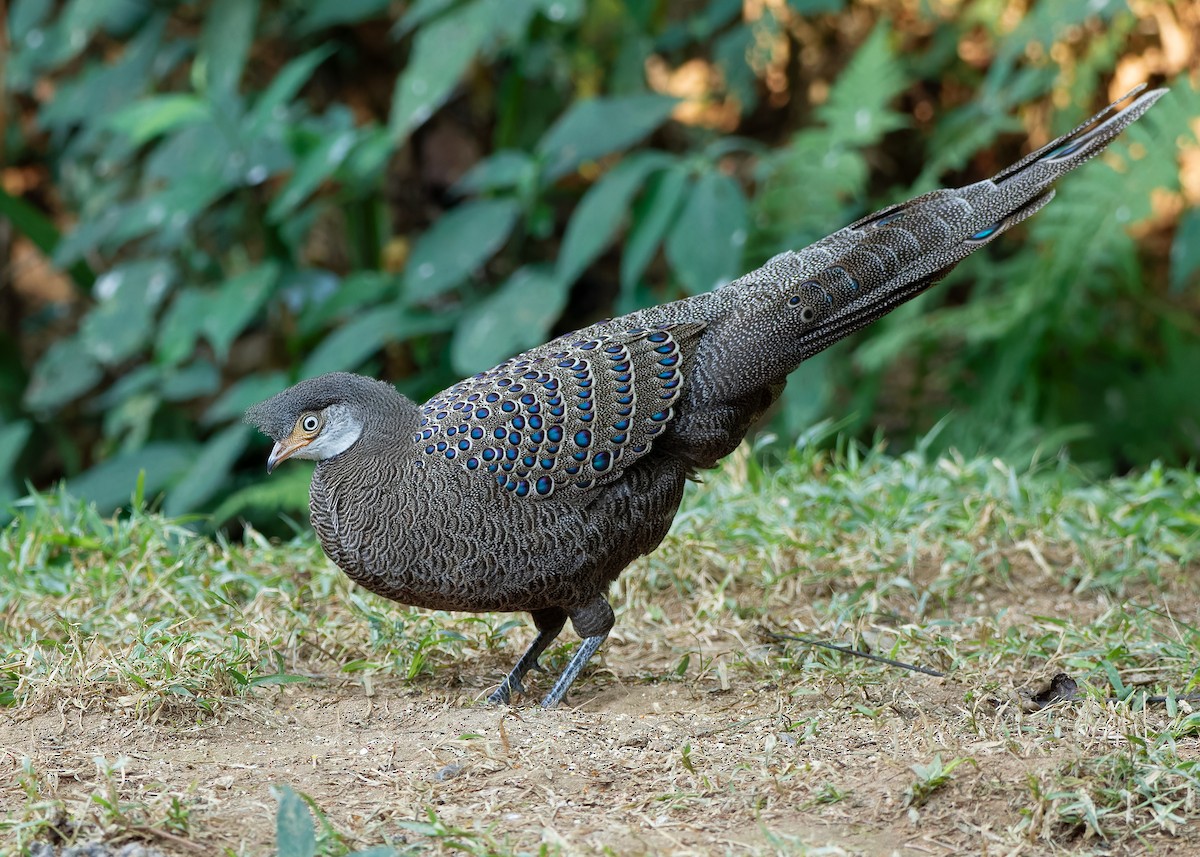 Gray Peacock-Pheasant - ML620808255