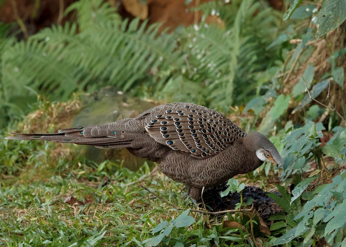 Gray Peacock-Pheasant - ML620808256