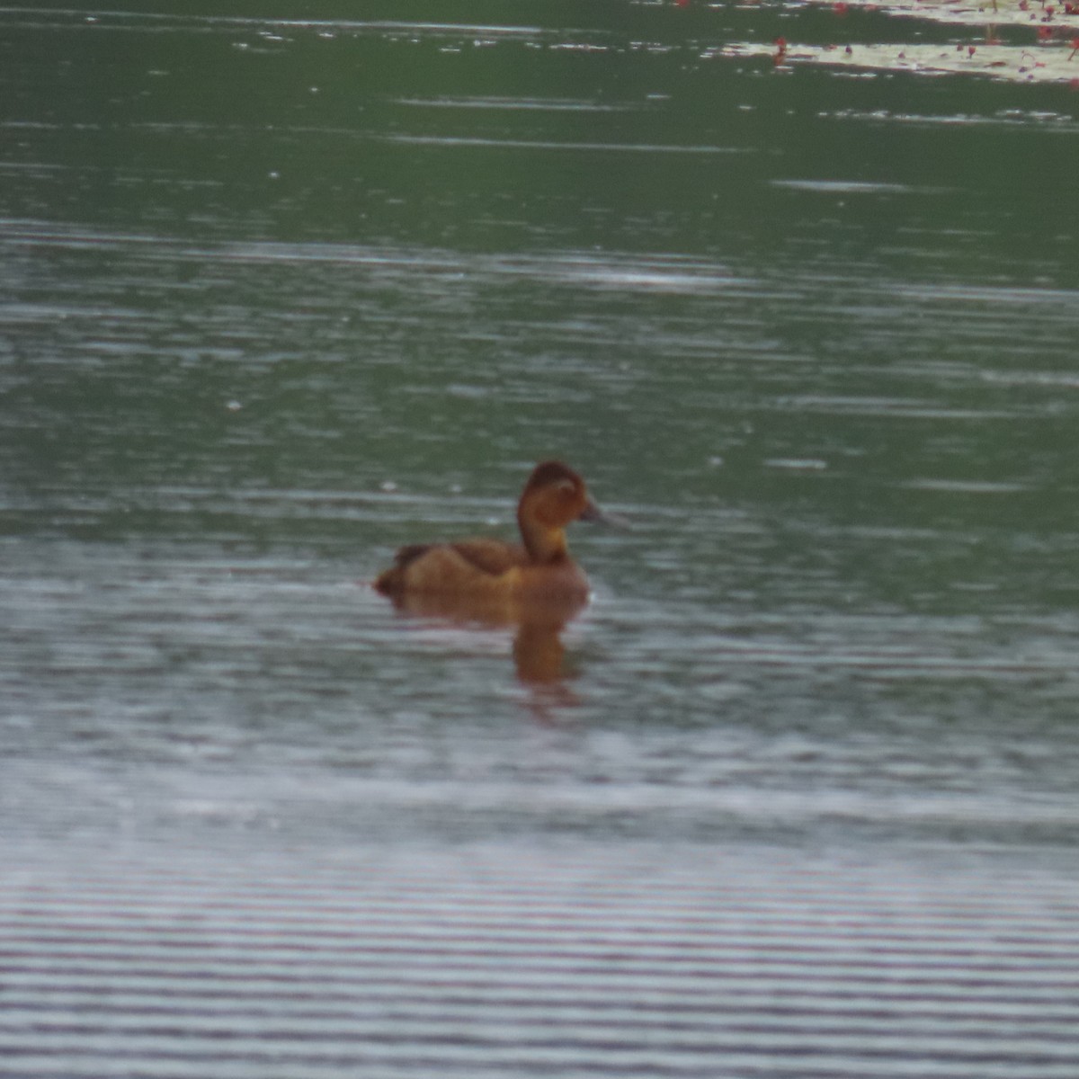 Ring-necked Duck - ML620808257