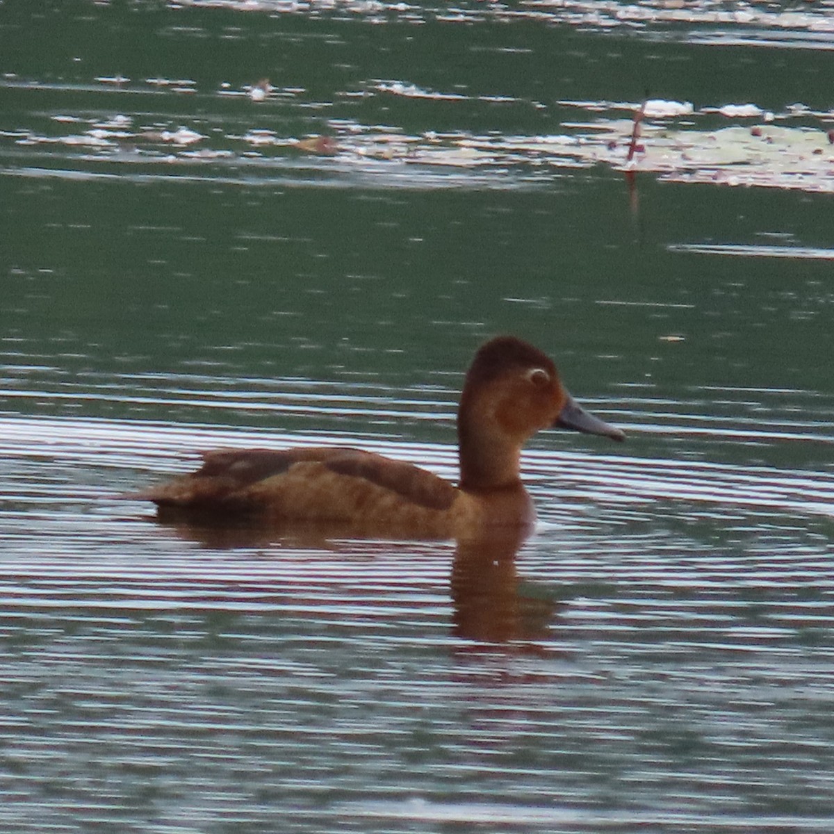 Ring-necked Duck - ML620808258