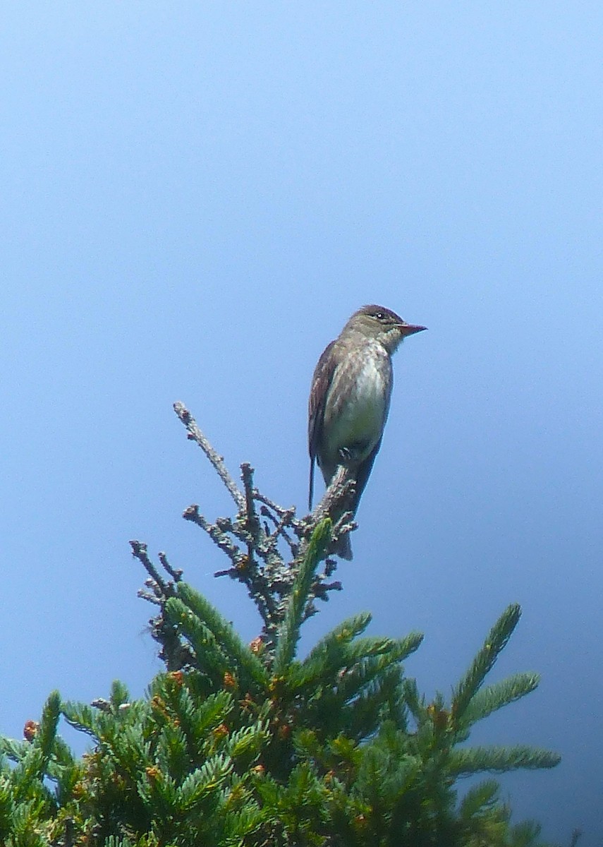 Olive-sided Flycatcher - ML620808260