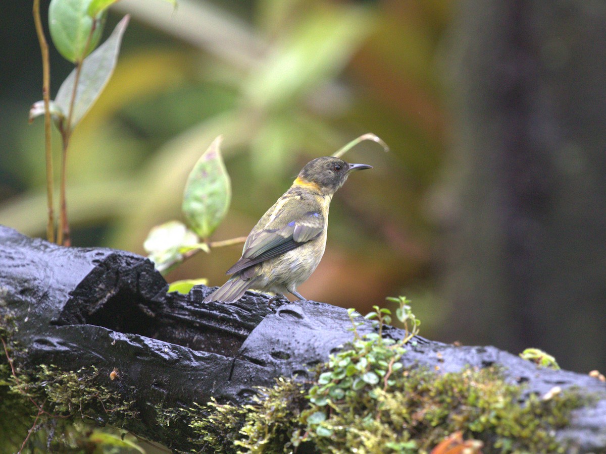 Golden-collared Honeycreeper - ML620808265