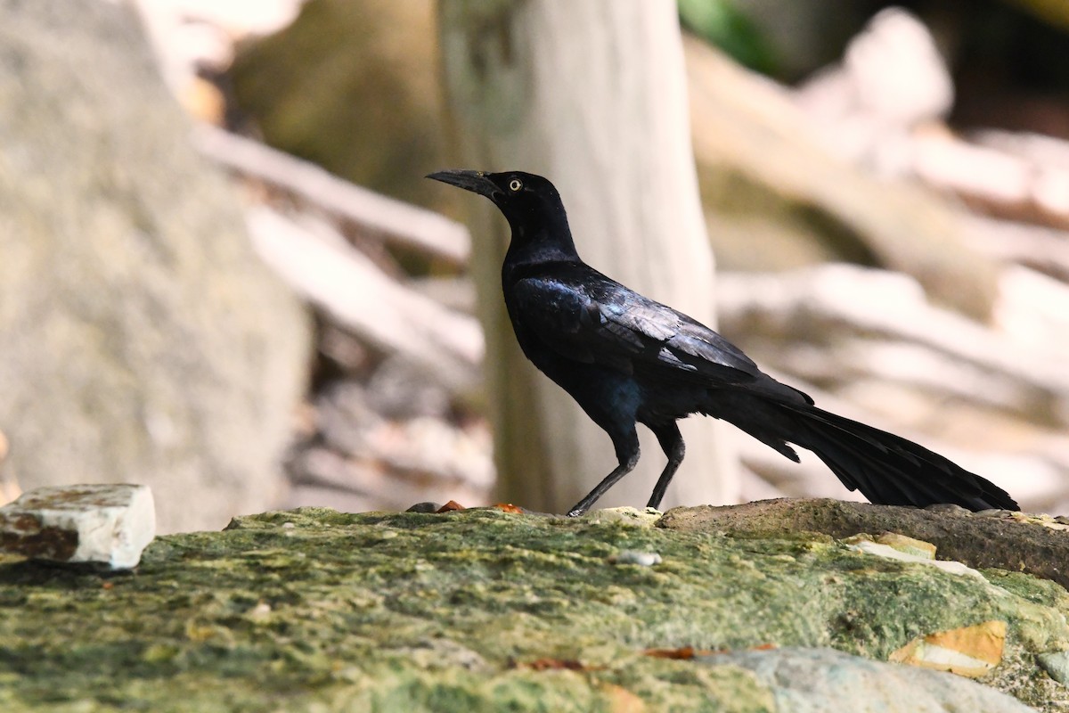 Great-tailed Grackle - ML620808266